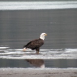 Steider Studios: Eagle on the Columbia at Hood River