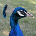 Peacock at Maryhill Museum