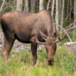 Steider Studios: Moose Browsing Along the Old Glen Highway near Palmer Alaska