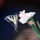 Steider Studios.Swallowtail on Double Daffodil