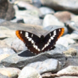 Steider Studios: Lorquin's Admiral butterfly at Dog Mountain Creek