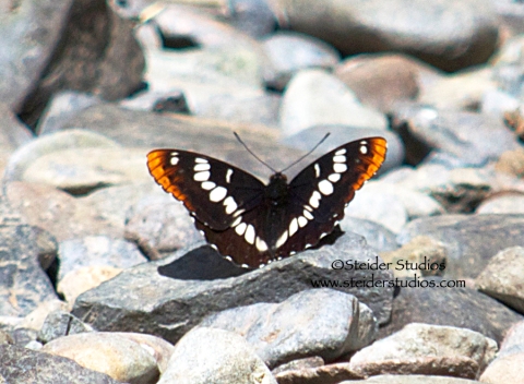 Steider Studios:  Lorquin's Admiral butterfly at Dog Mountain Creek