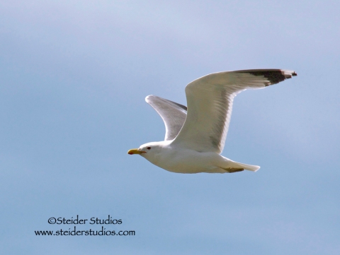 Steider Studios:  Seagull over Columbia River