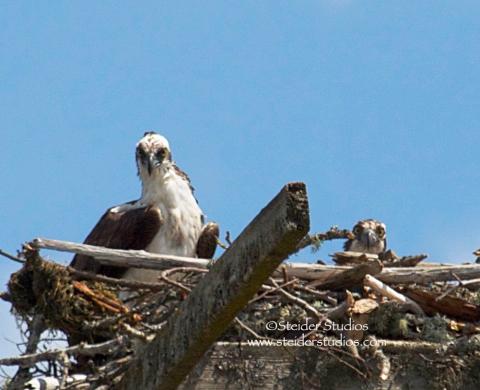 Steider Studios:  Two Ospreys in a Nest