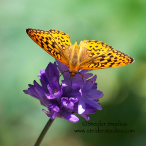Steider Studios: Fritillary Butterfly