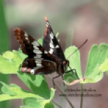 Steider Studios: Northern Checkerspot Butterfly
