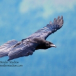 Steider Studios: Raven in Flight 7.2.13