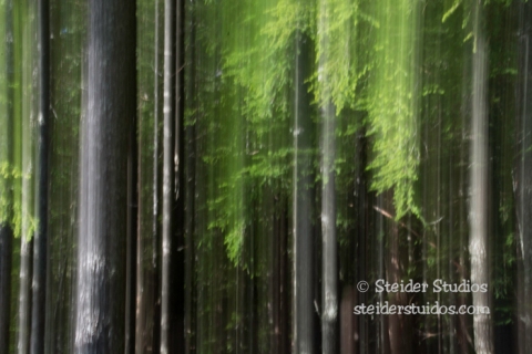 Steider Studios.Forest Experimental Motion Blur