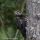 Birds ~ Woodpeckers and Tree Clinging Birds