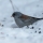 Rare Bird Alert Washington State!